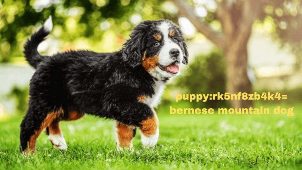 puppy:rk5nf8zb4k4= bernese mountain dog